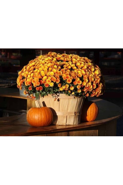 Chrysanthemum Multiflora